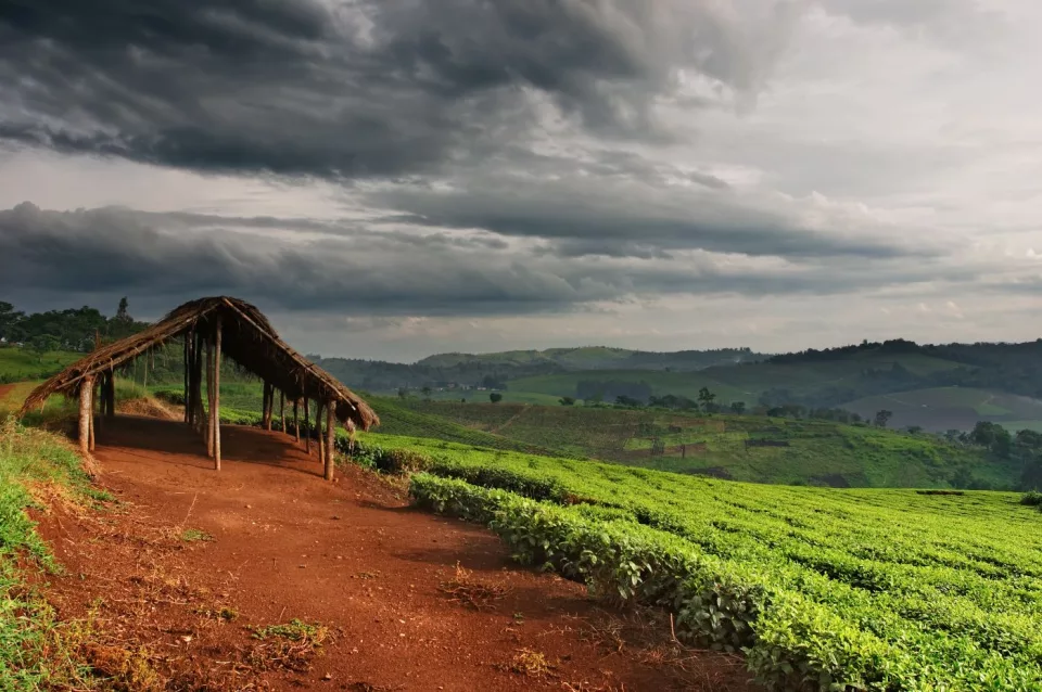 Uganda: nel regno dei primati